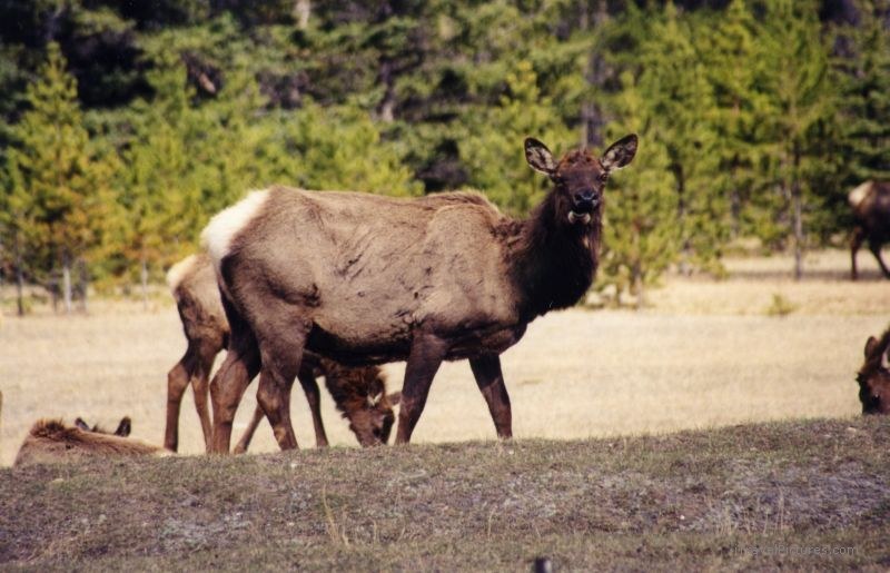 Jasper national park elk